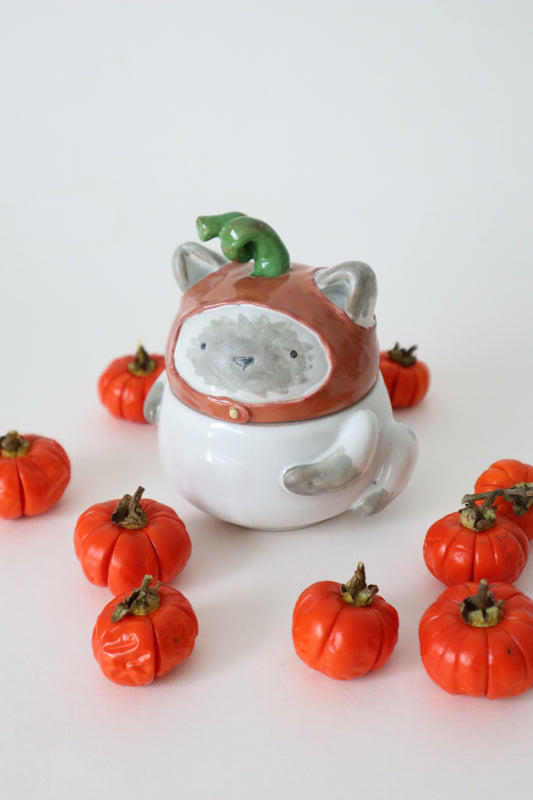 Chai the pumpkin siamese