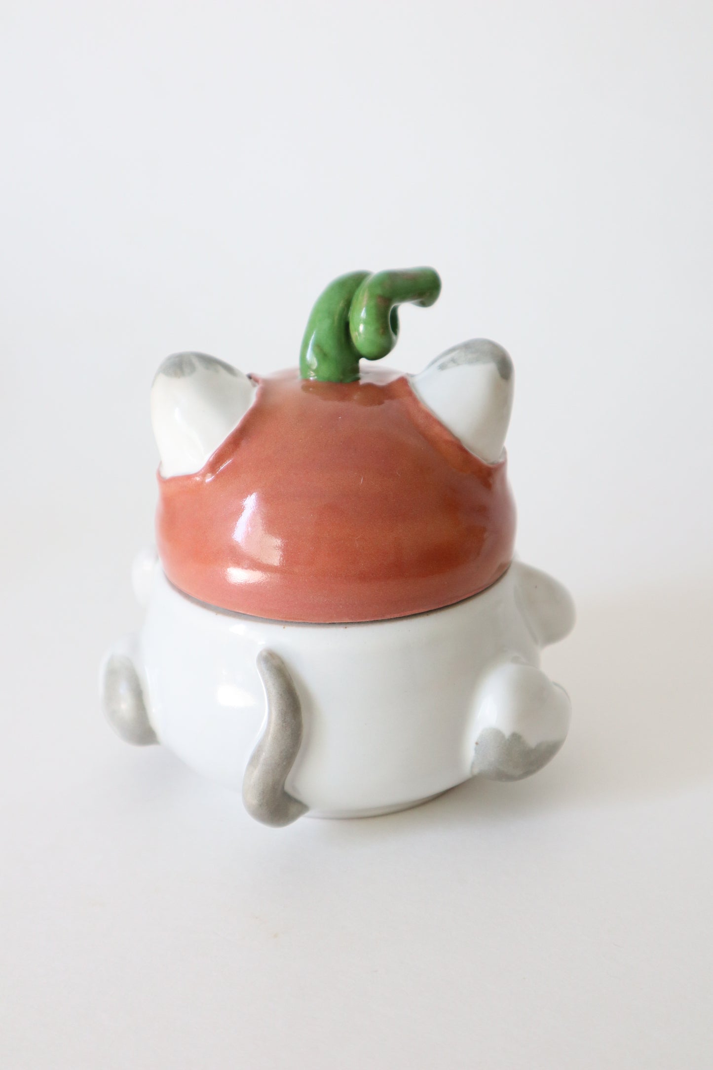 Chai the pumpkin siamese